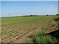 Sugar beet crop in Upwell Fen in PE38 0BX