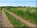 Farm track in Upwell Fen in PE38 0BX
