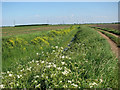 Buttercups and cow parsley in PE38 0BX