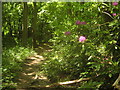 Woodland Path in Park Wood in TN25 7AU