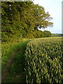 Footpath alongside wheat field near Dotton in EX10 0JY