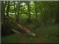 Footbridge in Tilelodge Wood in TN25 7AT