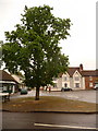Ramsbury: large tree on The Square in SN8 2QN