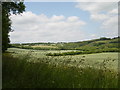 Wheat fields, Brockham Hill in GU34 2FS