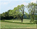 2010 : Cattle and fields near Cameley in BS39 5AY