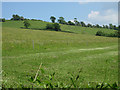Hillside pastures and grass crop in HR1 4RN