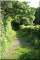Holcombe Burnell: footpath through Holcombe Wood in EX6 7SJ