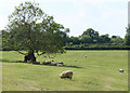 2010 : Sheep and a very old oak tree in BS39 5AJ