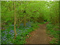 Grateley - Bluebells in SP11 8TA