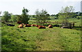Cows lazing beside the footbridge in BL8 4LA