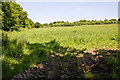 Field beside Five Acre Wood in EN6 4AE