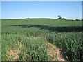 Wheat on Crown Hill  in CV31 1UR