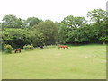 Paddock with horses, by Berkhamsted Common in Dacorum District (B)