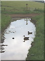 Ducks in a puddle, Well Farm, Berkhamsted Common in HP4 2QA