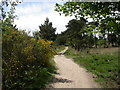 Canford Heath, bridleway in BH17 9EP