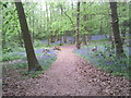 A springtime path in Lesnes Abbey Woods in DA17 5AG