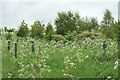 Recently planted trees near Flemington Farm in IV2 7QP