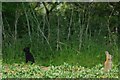 Feral Bunny in Great Tey