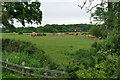 Cattle near Gervaise Cottage in RH13 8DE