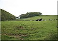 Cattle in the Kensey valley in PL15 7HB