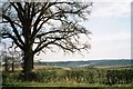 Roadside tree near Notoaks Wood in OX29 8PG