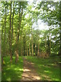 The Tunbridge Wells Circular Walk leads through a copse in TN11 0NG