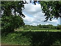 Hedge next to Gribble Lane, and field beyond in EX5 2PY