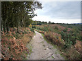 Footpath on Older Hill in GU29 0QE