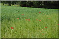 The Essex Way 58: Poppies in CM3 1AF