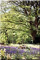 Bluebells in Woodland in TN5 7QG