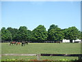 The National Stud, Newmarket in CB8 0TH