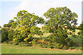 Two trees by the footpath in HP4 2QA