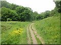 Track through Porthkerry Country Park, Barry in CF62 6PS