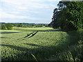 Ripening wheat fields near Barton-under-Needwood, Staffordshire in DE13 8BA