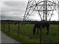 Horse Pasture and Pylon Base Wardley in M27 9RP