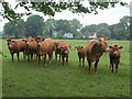 Cattle at Churchstanton in TA3 7QE