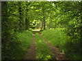 Track into Frienden Wood in TN8 7DJ