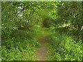 Footpath in Blacklands Wood in TN11 8EX