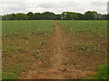 Footpath towards Walter's Green Road in TN11 8EX