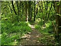 A path through the woods in G82 4LZ