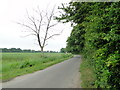 Country road with dead tree in IP19 9JX