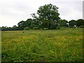 Meadow north of Bickenhill Road, Marston Green in B37 7BY