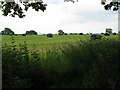 Silage bales south of New House Farm in BN6 9JF
