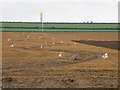 Random flags in a field at Cereals 2010 in SG8 7NT