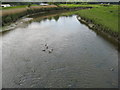 River Torridge downstream from Annery Kiln in EX39 4QP