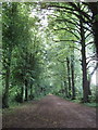 Tree-lined avenue to Shotover House in Forest Hill with Shotover