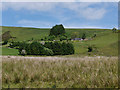 Fields around Pant-y-rhedyn farm in Llangurig Community