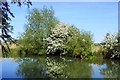 Blossom by the Thames in OX2 8FU