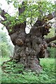 Brilliant Oak at Staverton Park - The Tree hunter in IP12 3PJ