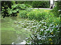 Wetland planting in Kew's palm house lake in TW8 0FA